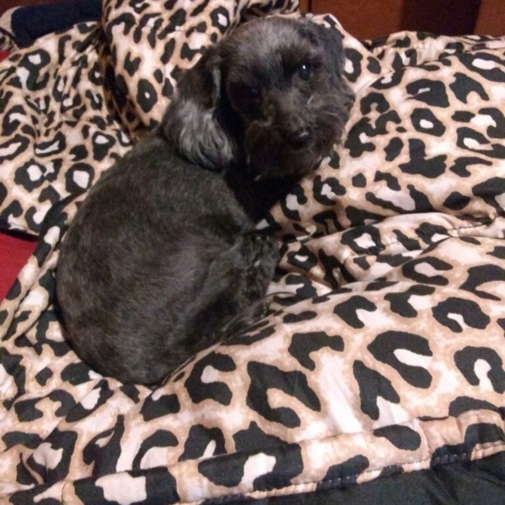 Frodo Doggins